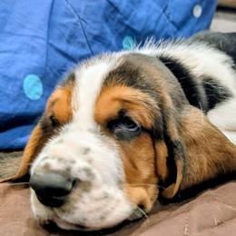 Casey- Red Collar - Black brown and white male Basset Hound puppy in Duchesne, Utah from HI Desert Hounds