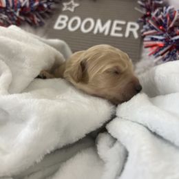 Goldendoodle Puppies from Averee's Doodles