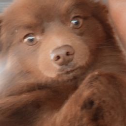 Coco - Pomeranian
