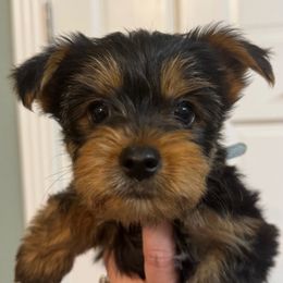 Light Blue - Black and tan Yorkshire Terrier puppy in Highland, Arkansas from Gilmore Yorkies