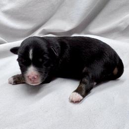 Kit - Black tri male Toy Australian Shepherd puppy in Bly, Oregon from Apacheblus Toy Aussies