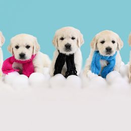 Golden Retriever Puppies from Lovasi Goldens