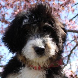 Bernedoodle, Bernese Mountain Dog, Cavapoo, Goldendoodle, and Poodle Puppies from Happy Valley Puppies