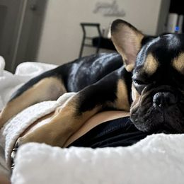 French Bulldogs from Poshbullies