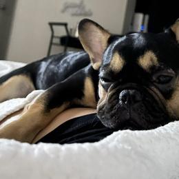 French Bulldogs from Poshbullies