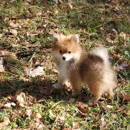 Sandy's pup 2 (MILES) - Red sable male Pomeranian puppy in Carrollton, Georgia from B AND R'S POMERANIAN'S