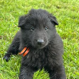 Drift (Orange) - Black male Belgian Sheepdog puppy in Franklin, West Virginia from Wildmour K9