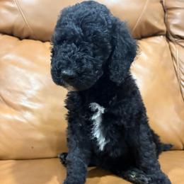 Captain Hook - Black male Goldendoodle puppy in Pittsburg, Texas from Peachy Pine Goldendoodles