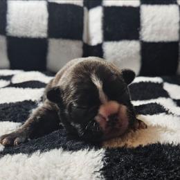 Raven - Brindle and white female French Bulldog puppy in Monterey, Louisiana from McaysKennels