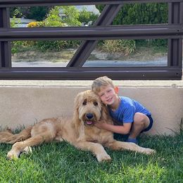 Bernedoodle and Goldendoodle Puppies from K+C Doodles