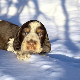 GRIZZLY - Tri-Roan male English Springer Spaniel puppy in Billings, Montana from M&M Fuzzy Bottom Friends