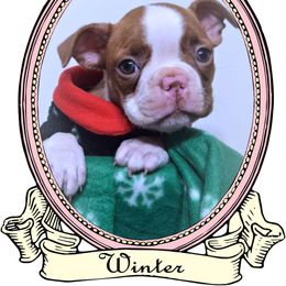 Baby Winter - Red female Boston Terrier puppy in Kingsport, Tennessee from Sleepwalker Bostons