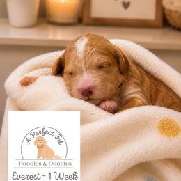 Everest - Apricot male Goldendoodle puppy in Lake Charles, Louisiana from Perfect Fit Poodles & Doodles
