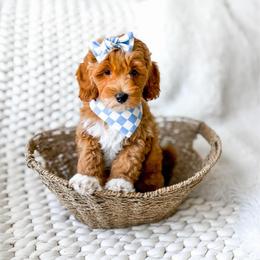 Luna - Red  female Goldendoodle puppy in Springville, Utah from Happy Doodle