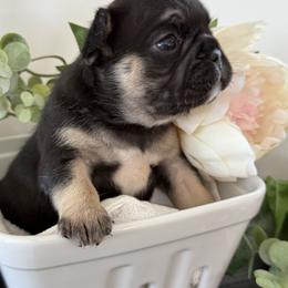 French Bulldog Puppies from Diamond Ridge French Bulldogs