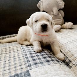 Golden Retriever Puppies from Southern Golden Retrievers