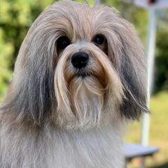 Lowchen from Earnest Kennel