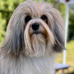 Lowchen from Earnest Kennel