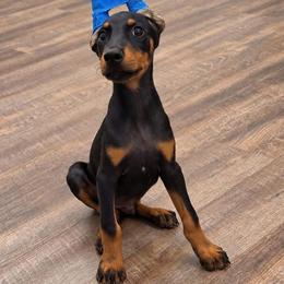 Male 4 Black-Rust - Black and rust male Doberman Pinscher puppy in Mc Cook, Nebraska from Morningstar Kennel
