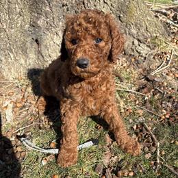 Grey Collar - Red  male Poodle puppy in Henagar, Alabama from Windy Oak Kennels