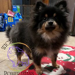 AKC WUWU 1500 - Black and tan male Pomeranian puppy in Watkins Glen, New York from Wicked Spirits Pomeranians