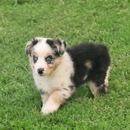 Star - Blue merle female Australian Shepherd puppy in Owensboro, Kentucky from JnT's Bluegrass Mini Aussies