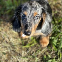 Enrique - Dachshund