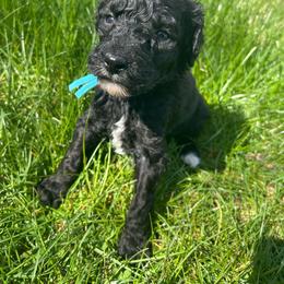 Atlas - Black male Poodle puppy in Little Compton, Rhode Island from Shippee’s Standards