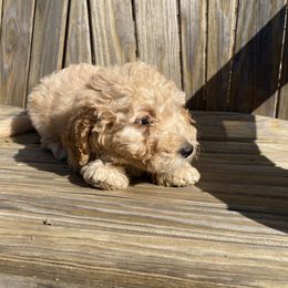Aussiedoodle and Goldendoodle Puppies from All Things Doodles