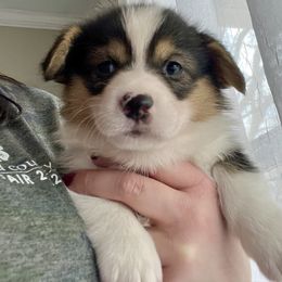 American Corgi and Pembroke Welsh Corgi Puppies from Folly Acres Corgis