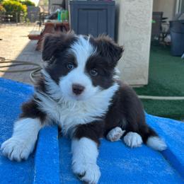 Male puppy - White and red male Border Collie puppy in Litchfield Park, Arizona from Dragonfly BC Puppies (Champion Lineage)