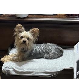 Clo clo - Yorkshire Terrier