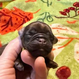 Darth Vader - Belge male Brussels Griffon puppy in Seneca, Missouri from Stephanie’s Puppy Colony