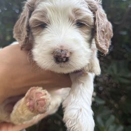 Oakley - Cream female Springerdoodle puppy in Statham, Georgia from Georgia Springerdoodles
