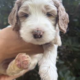 Oakley - Cream female Springerdoodle puppy in Statham, Georgia from Georgia Springerdoodles