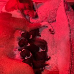 Basenji Puppies from Coachella Valley Basenjis