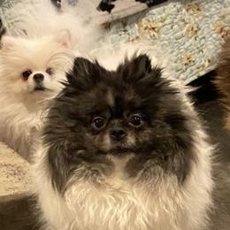 Polly - Pomeranian