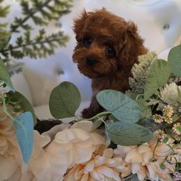 Micro boy Cuddles - Red male Cavapoo puppy in Washington from Mt.BakerPoodles&Doodles