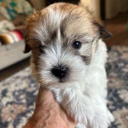 Boy 1 - Tri-color male Coton de Tulear puppy in Oakhurst, California from Gidget Cotons - ACC