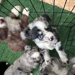 Koda - Blue merle male Miniature Australian Shepherd puppy in Reidsville, North Carolina from Cherry Grove Kennel