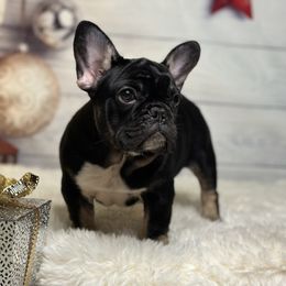 French Bulldog Puppies from Xklusive frenchies