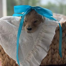 Girl 7 - Cream female Goldendoodle puppy in Ranger, Georgia from Muscadine Meadows Poodles and Doodles