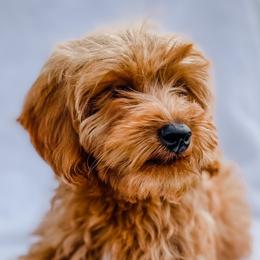 Murphy - Goldendoodle