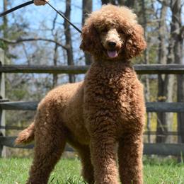Poodles from Middlebranch Farm Standard Poodles