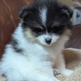 Luna - Black and tan parti female Pomeranian puppy in California from TD Dream Poms
