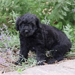 Peter - Black male Whoodle puppy in West Bend, Iowa from Blue Skies Terriers