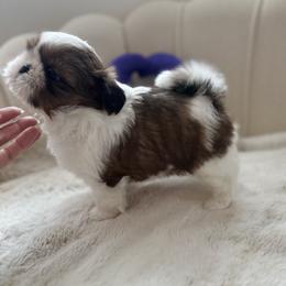 Girl 2 - Red and white female Shih Tzu puppy in Paso Robles, California from Northstar Shih Tzu