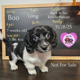 Boo - Piebald female Dachshund puppy in Hoquiam, Washington from Heyd's Mini Dachshunds