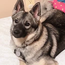 Echo - Norwegian Elkhound