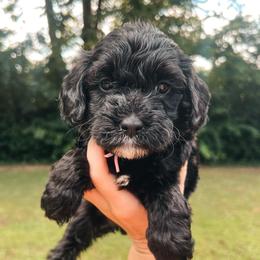 Purple Collar - Black female Goldendoodle puppy in Richmond, Kentucky from The Doting Doodle